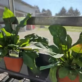 Bild von The Garden Stop