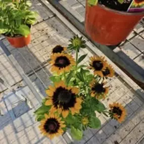 Bild von The Garden Stop