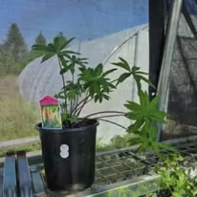 Bild von The Garden Stop