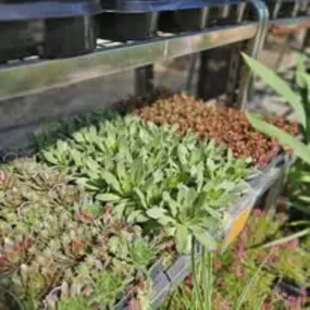 Bild von The Garden Stop