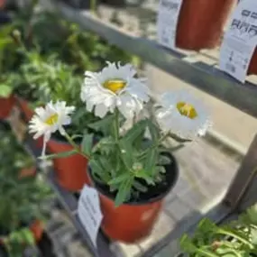 Bild von The Garden Stop