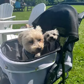 Pet-friendly comfort at Tranquillity Vineyard & Winery – where even the tiniest guests can relax in style.