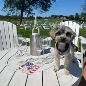 A warm welcome for four-legged friends at Tranquillity Vineyard, where wine, sunshine, and puppy love meet.