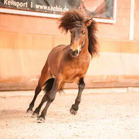 Bild von Sabine Hartwich | HORSE bodyforming | Pferdebewegung neu verstehen