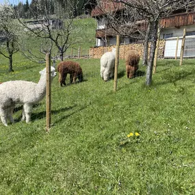 Bild von Pustertal Alpakas vom Baumgartnerhof