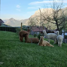 Bild von Pustertal Alpakas vom Baumgartnerhof