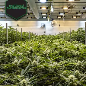 Bild von Northeast Alternatives Dispensary - Fall River