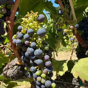 Bild von Sonoma Wine Rides