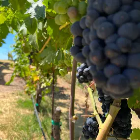 Bild von Sonoma Wine Rides
