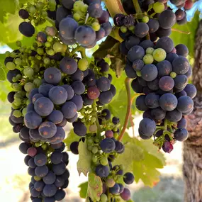 Bild von Sonoma Wine Rides