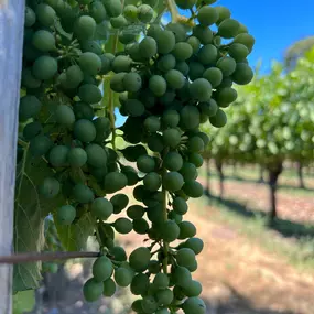 Bild von Sonoma Wine Rides
