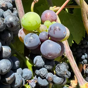 Bild von Sonoma Wine Rides