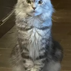 Bild von Bellspurr Maine Coons