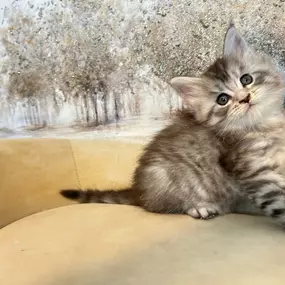 Bild von Bellspurr Maine Coons