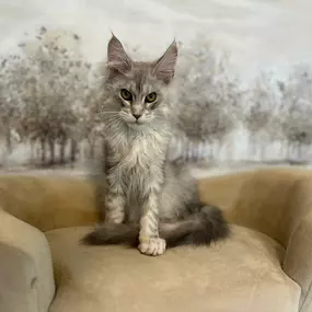 Bild von Bellspurr Maine Coons