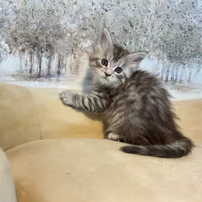 Bild von Bellspurr Maine Coons