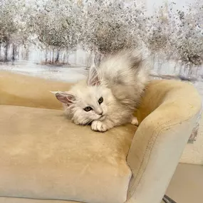 Bild von Bellspurr Maine Coons