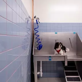 Pet Spa with dog Grooming Station with sink