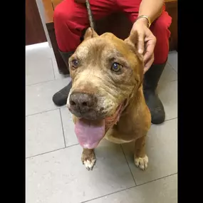 Bild von Happy Pets Vets