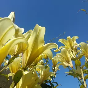 Bild von Shakespeares Landscapes Ltd