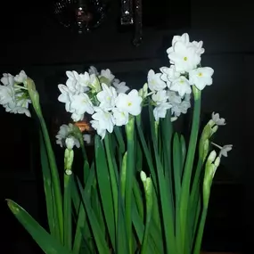 Bild von Shakespeares Landscapes Ltd