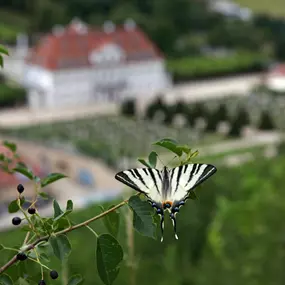Bild von Schloss Wackerbarth