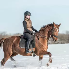 Bild von JK Sportpferde Pferdezucht Akupunktur Coaching mit Pferden