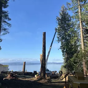 Bild von Black Diamond Tree Service