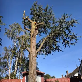 Bild von Chris Hennelly TREES!