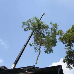 Bild von Newcomb's Tree Service, LLC