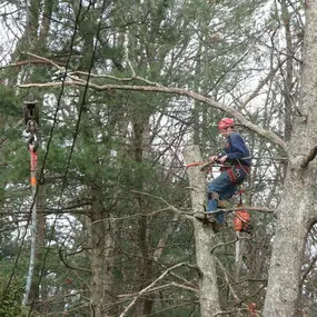 Bild von Newcomb's Tree Service, LLC