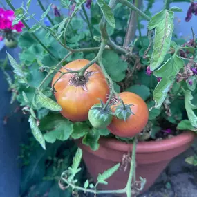 Bild von UK Education Garden