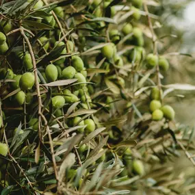Bild von Finca Banyols, Vignette Collection by IHG