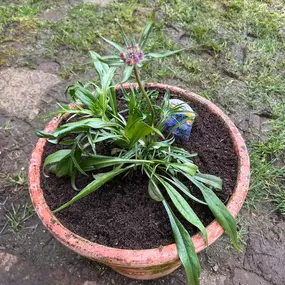 Bild von Dy55on Garden Maintenance Ltd