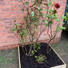 Bild von Dy55on Garden Maintenance Ltd