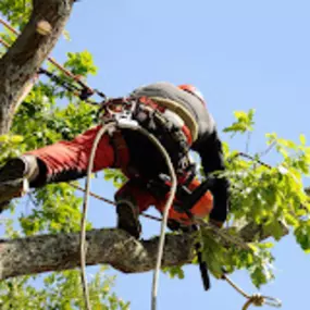 Bild von Artisan ArborLogical LLC