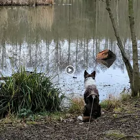 Bild von natural.dogs.