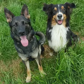 Bild von natural.dogs.
