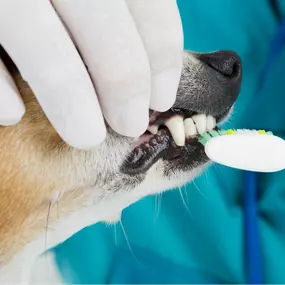 Experience expert veterinary dentistry from Quakertown Veterinary Hospital with comprehensive exams, cleanings, and treatment for your pet’s health.