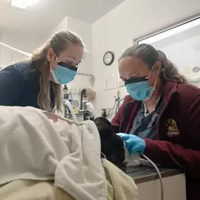 Bild von Quakertown Veterinary Clinic