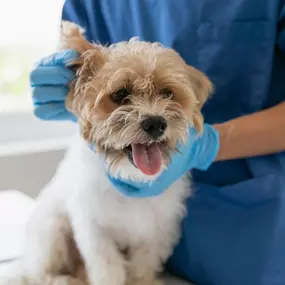 Bild von Quakertown Veterinary Clinic