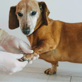 Our veterinarians and staff offer senior pet care services for aging pets in Quakertown, Pennsylvania. Book an appointment today!