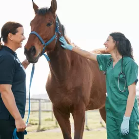 We offer a range of veterinary services in Quakertown to help keep your equine animal healthy. Call us today for an appointment for your equine animal!