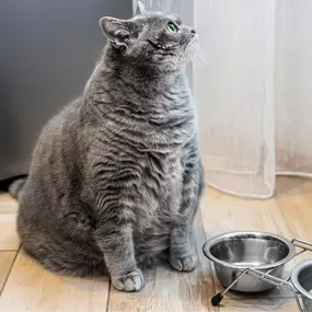 Protect your pet from obesity, diabetes, and arthritis with Quakertown Veterinary Clinic's pet weight loss programs. Contact our veterinarians today!