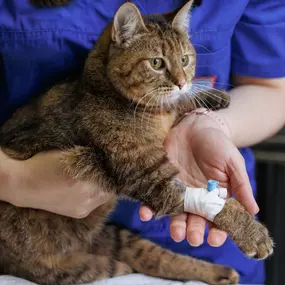 Need an emergency vet? Our 24/7 emergency animal clinic in Quakertown provides urgent care for pets. Walk-ins welcome—call now for help!