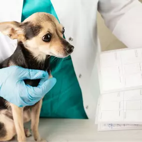 Bild von Quakertown Veterinary Clinic