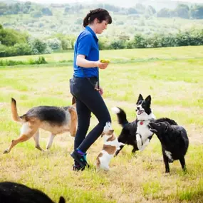 Bild von Tullyrusk Pet Services