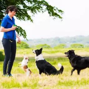 Bild von Tullyrusk Pet Services