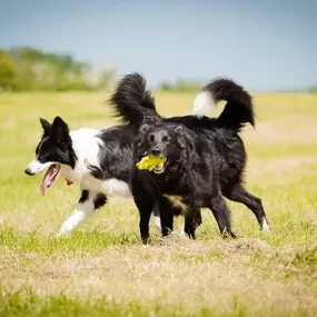 Bild von Tullyrusk Pet Services