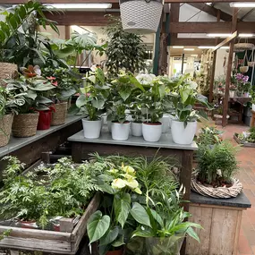 Bild von Gartenbau Terhorst